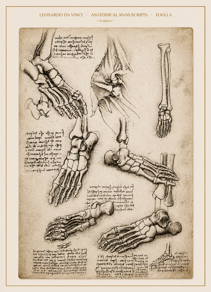 Leonardo da Vinci — Anatomical Manuscripts · Fogli A