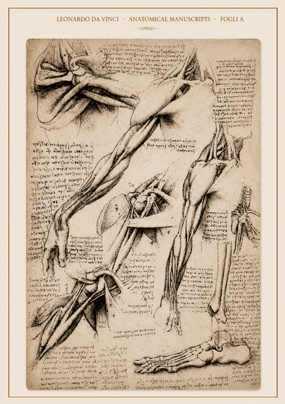 Leonardo da Vinci — Anatomical Manuscripts · Fogli A
