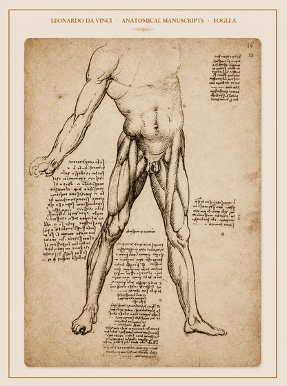 Leonardo da Vinci — Anatomical Manuscripts · Fogli A