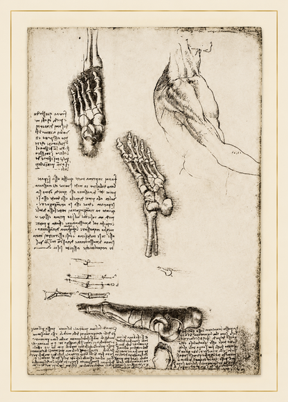 Leonardo da Vinci — Anatomical Manuscripts · Fogli A