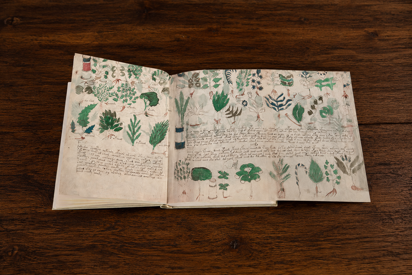 The Voynich Manuscript XXL