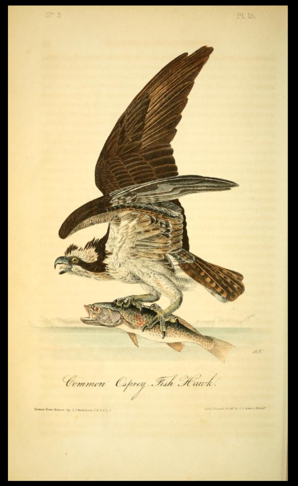 【リトグラフ】オーデュボン「アメリカの鳥類」NO.20 PL.97 単葉 初版 The Birds of America – TGB Limited Editions
