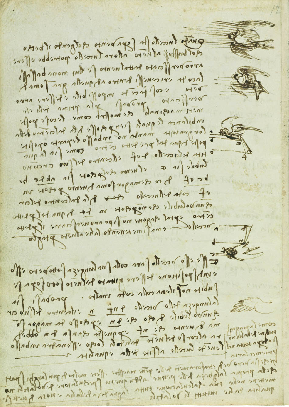 Codex On The Flights Of Birds